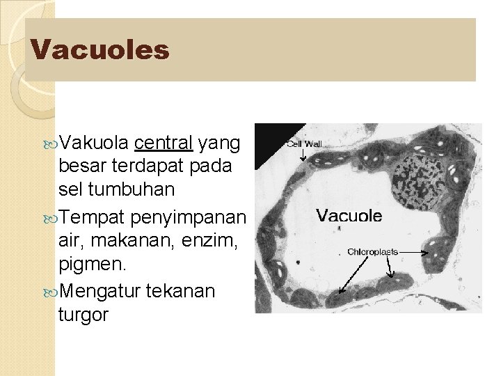 Vacuoles Vakuola central yang besar terdapat pada sel tumbuhan Tempat penyimpanan air, makanan, enzim,