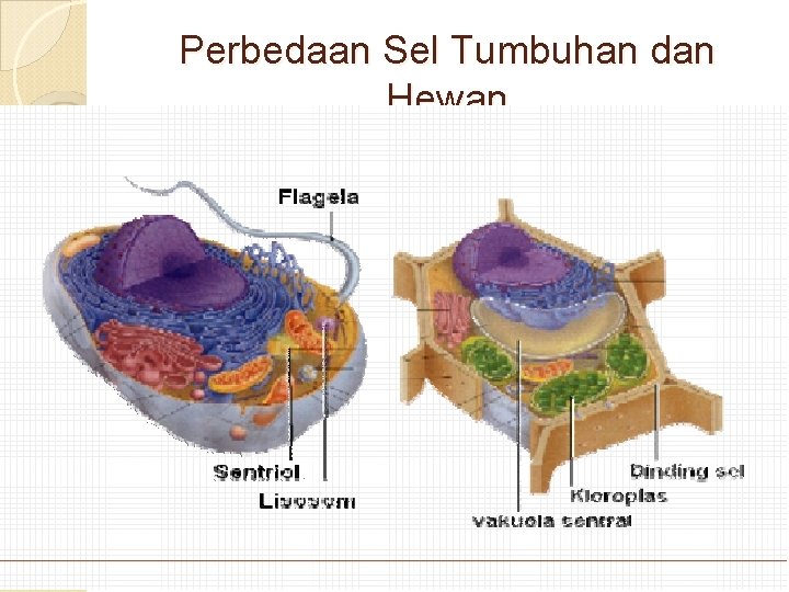 Perbedaan Sel Tumbuhan dan Hewan 