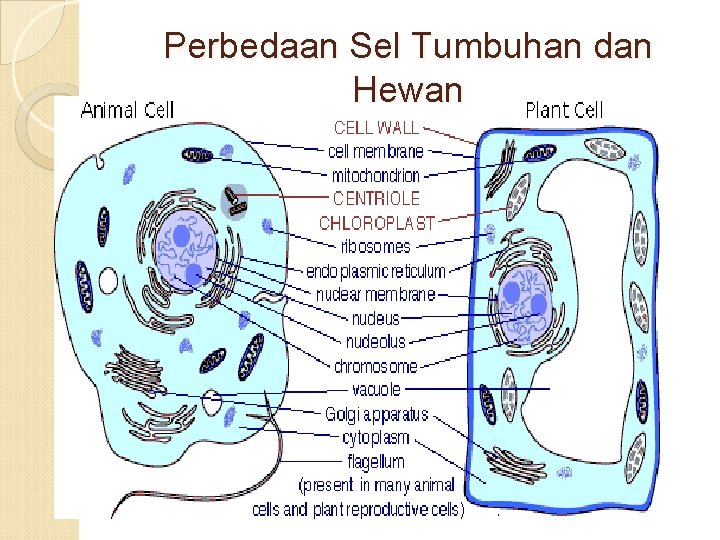 Perbedaan Sel Tumbuhan dan Hewan 