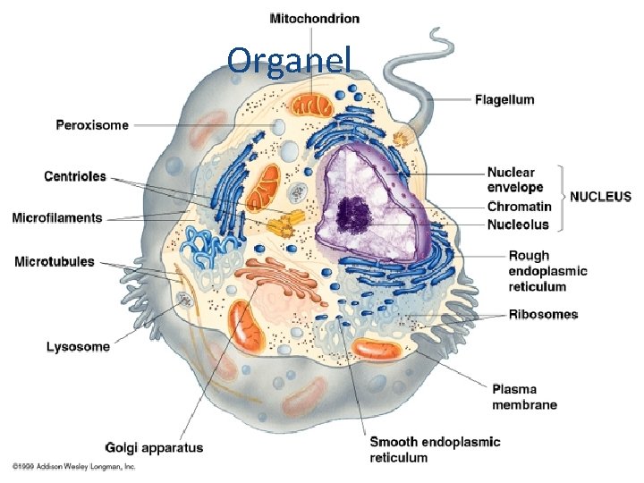 Organel 