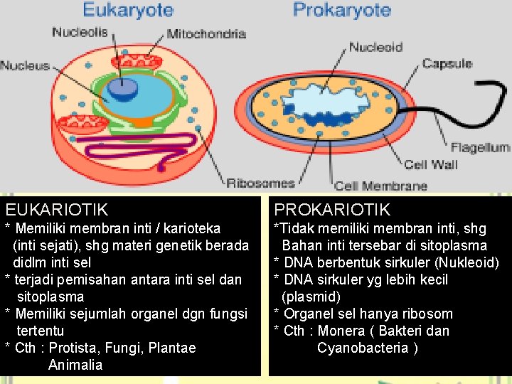 EUKARIOTIK PROKARIOTIK * Memiliki membran inti / karioteka (inti sejati), shg materi genetik berada