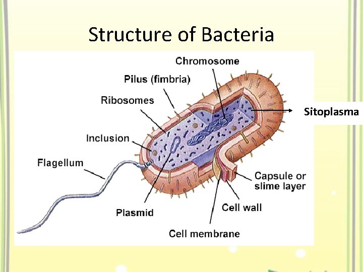 Structure of Bacteria Sitoplasma 