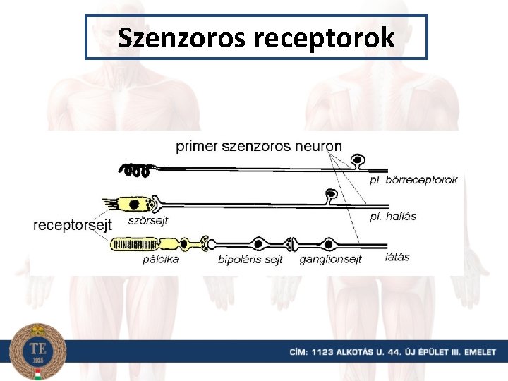 Hogyan működik a színlátás?