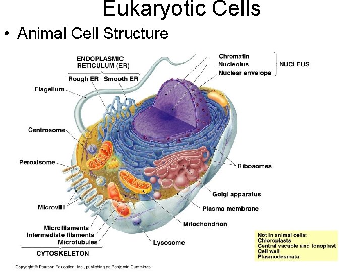 Eukaryotic Cells • Animal Cell Structure 
