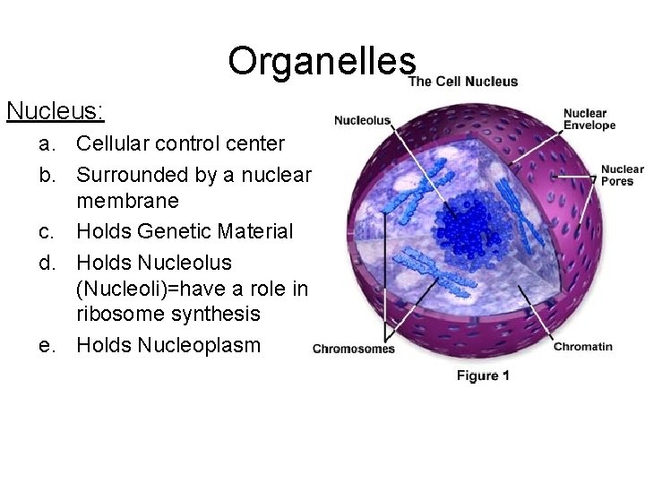 Organelles Nucleus: a. Cellular control center b. Surrounded by a nuclear membrane c. Holds