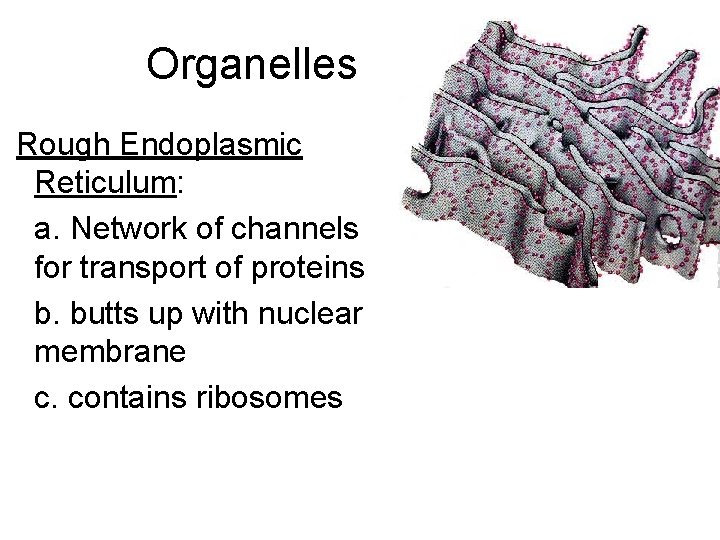 Organelles Rough Endoplasmic Reticulum: a. Network of channels for transport of proteins b. butts