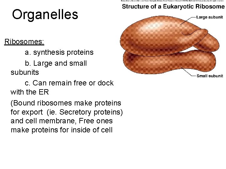 Organelles Ribosomes: a. synthesis proteins b. Large and small subunits c. Can remain free