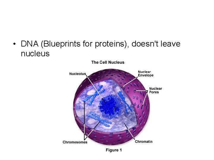  • DNA (Blueprints for proteins), doesn't leave nucleus 