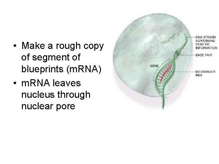  • Make a rough copy of segment of blueprints (m. RNA) • m.