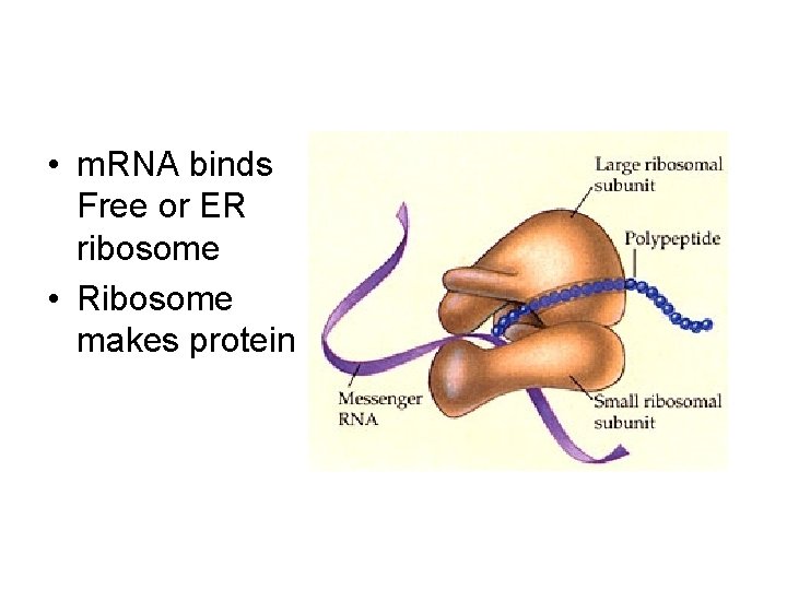  • m. RNA binds Free or ER ribosome • Ribosome makes protein 