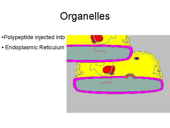 Organelles • Polypeptide injected into • Endoplasmic Reticulum 