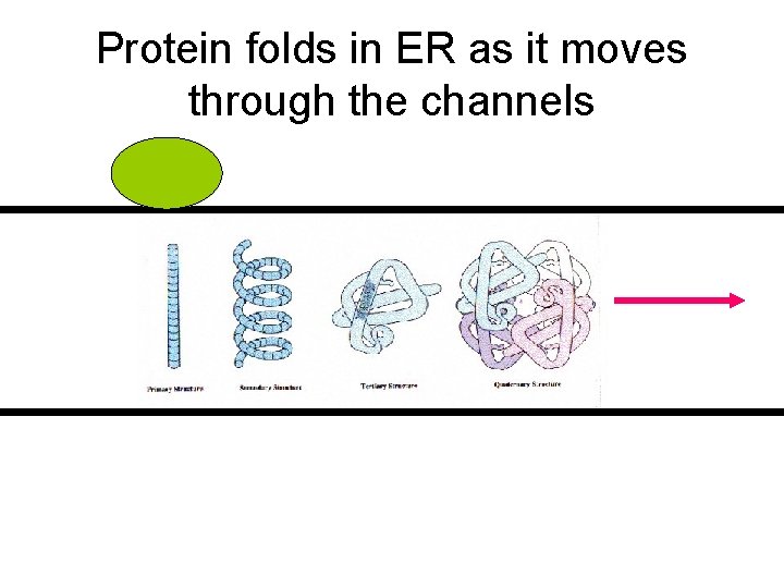 Protein folds in ER as it moves through the channels 