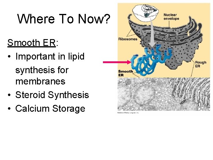 Where To Now? Smooth ER: • Important in lipid synthesis for membranes • Steroid