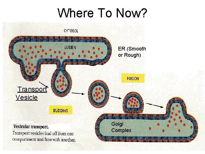 Where To Now? ER (Smooth or Rough) Transport Vesicle Golgi Complex 