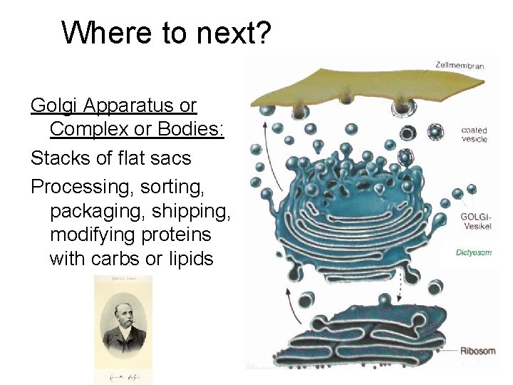 Where to next? Golgi Apparatus or Complex or Bodies: Stacks of flat sacs Processing,