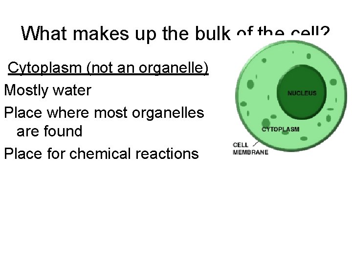 What makes up the bulk of the cell? Cytoplasm (not an organelle) Mostly water