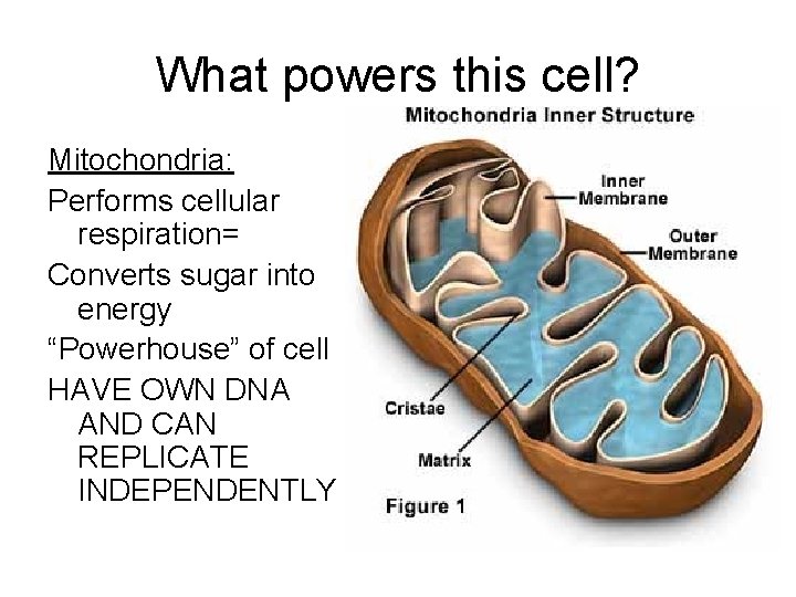 What powers this cell? Mitochondria: Performs cellular respiration= Converts sugar into energy “Powerhouse” of