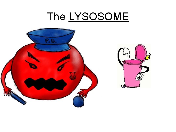 The LYSOSOME 