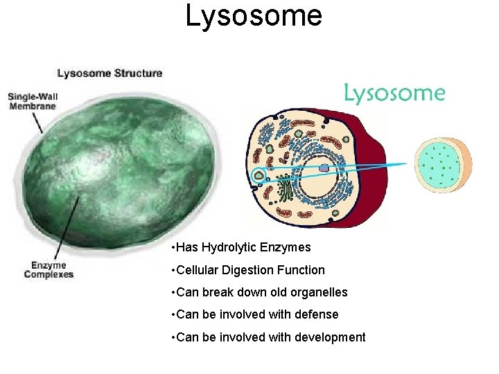 Lysosome • Has Hydrolytic Enzymes • Cellular Digestion Function • Can break down old