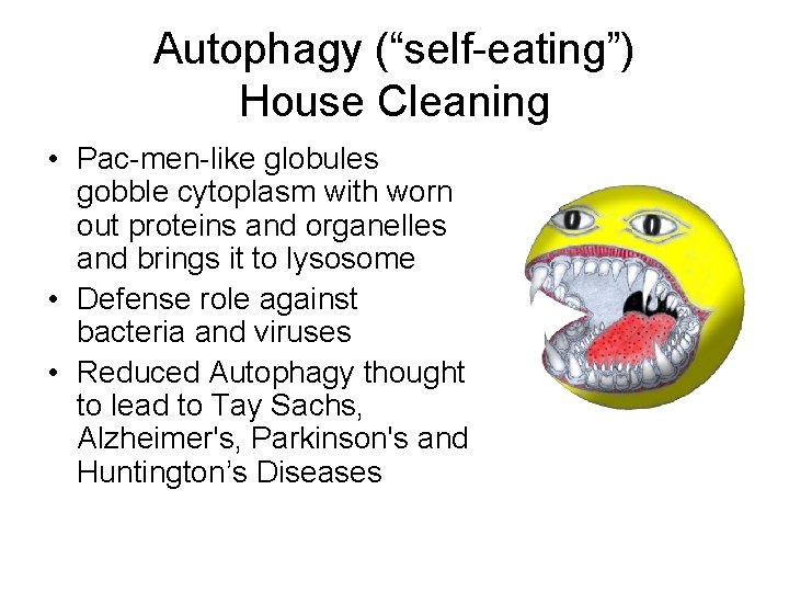 Autophagy (“self-eating”) House Cleaning • Pac-men-like globules gobble cytoplasm with worn out proteins and