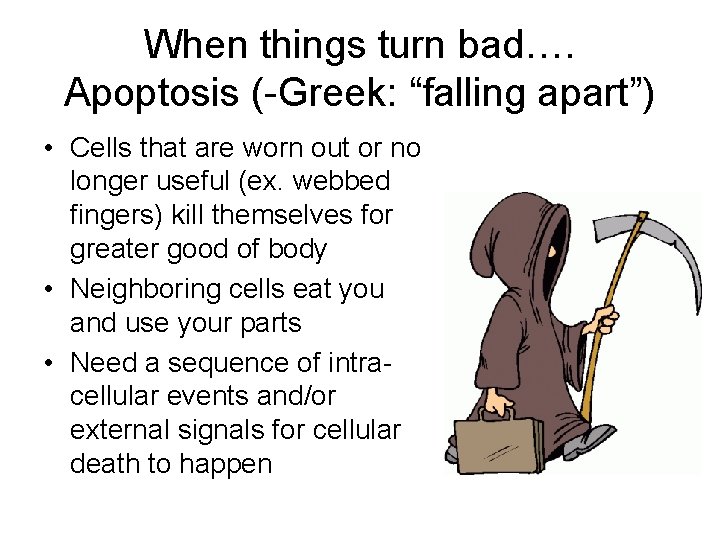 When things turn bad…. Apoptosis (-Greek: “falling apart”) • Cells that are worn out