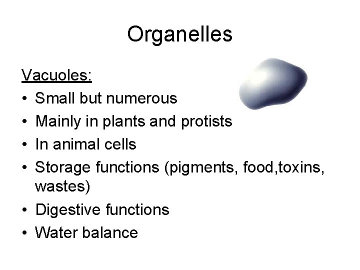 Organelles Vacuoles: • Small but numerous • Mainly in plants and protists • In