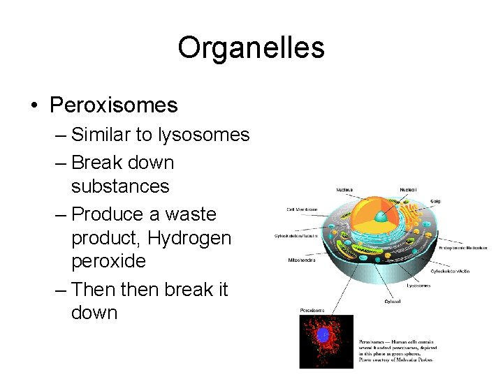 Organelles • Peroxisomes – Similar to lysosomes – Break down substances – Produce a