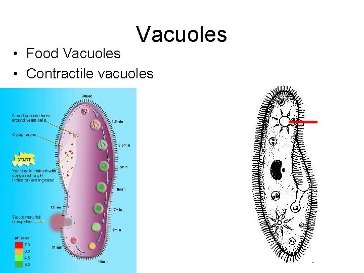 Vacuoles • Food Vacuoles • Contractile vacuoles 