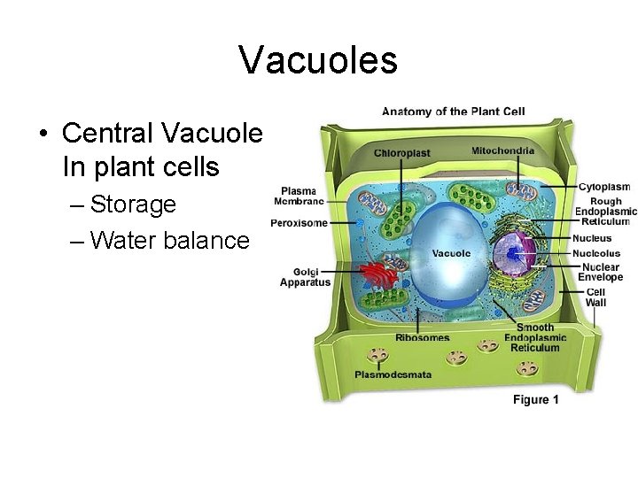 Vacuoles • Central Vacuole In plant cells – Storage – Water balance 