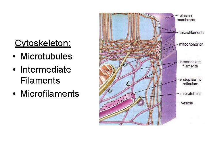 Cytoskeleton: • Microtubules • Intermediate Filaments • Microfilaments 