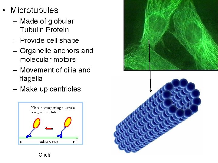  • Microtubules – Made of globular Tubulin Protein – Provide cell shape –