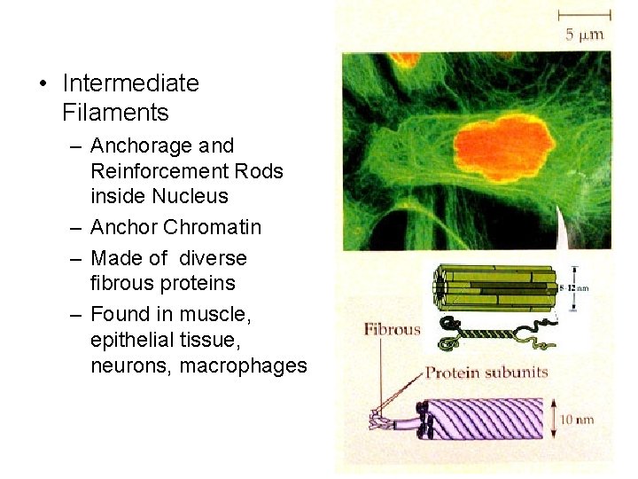  • Intermediate Filaments – Anchorage and Reinforcement Rods inside Nucleus – Anchor Chromatin