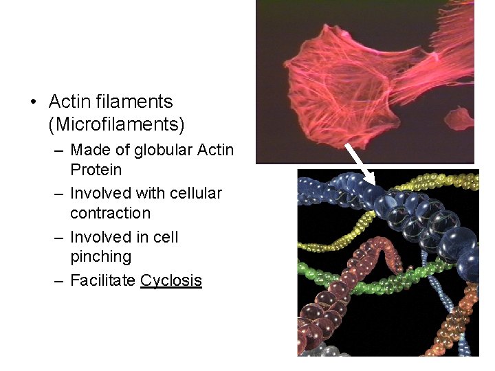  • Actin filaments (Microfilaments) – Made of globular Actin Protein – Involved with