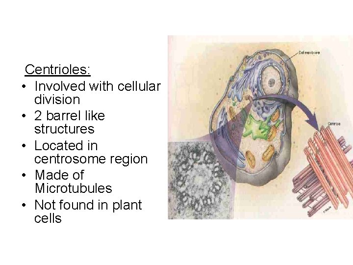 Centrioles: • Involved with cellular division • 2 barrel like structures • Located in