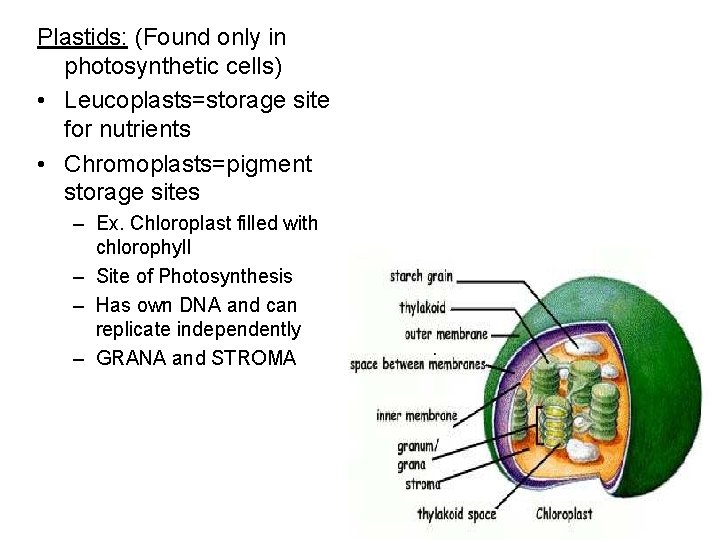 Plastids: (Found only in photosynthetic cells) • Leucoplasts=storage site for nutrients • Chromoplasts=pigment storage