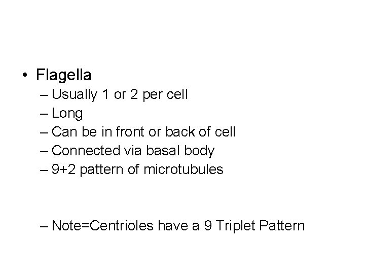  • Flagella – Usually 1 or 2 per cell – Long – Can
