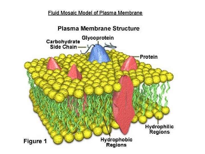Fluid Mosaic Model of Plasma Membrane 