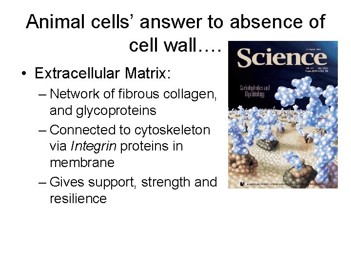 Animal cells’ answer to absence of cell wall…. • Extracellular Matrix: – Network of