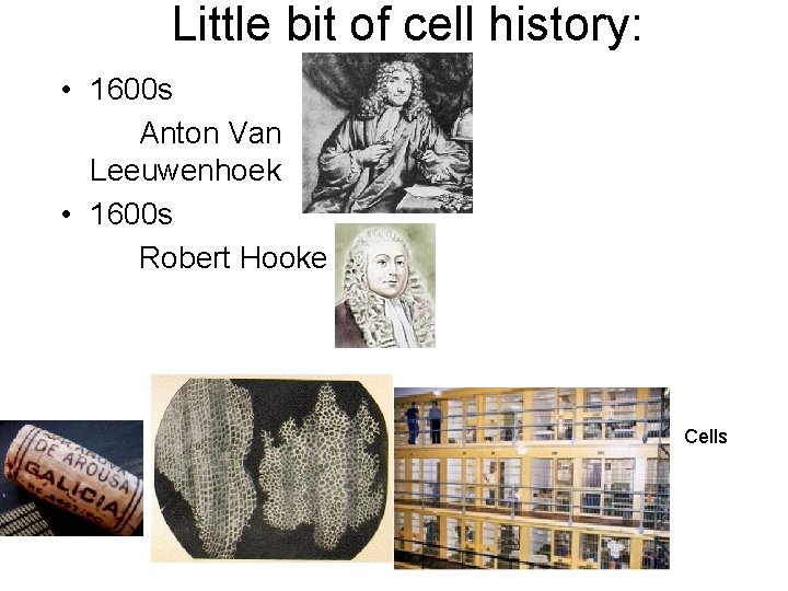 Little bit of cell history: • 1600 s Anton Van Leeuwenhoek • 1600 s