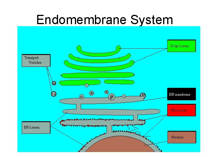 Endomembrane System 