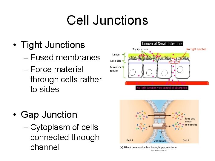 Cell Junctions • Tight Junctions – Fused membranes – Force material through cells rather