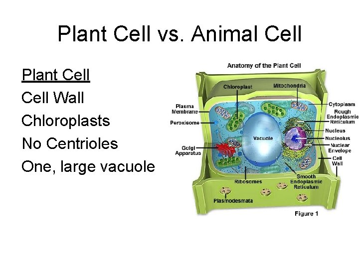 Plant Cell vs. Animal Cell Plant Cell Wall Chloroplasts No Centrioles One, large vacuole