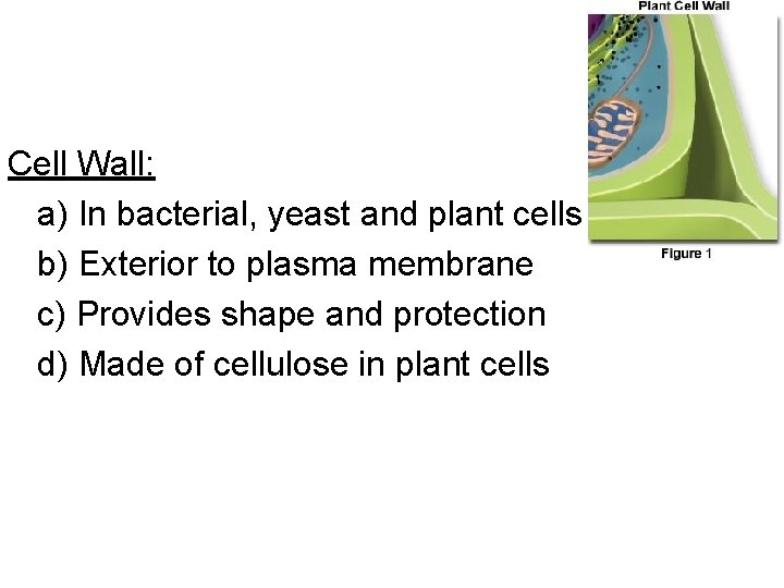 Cell Wall: a) In bacterial, yeast and plant cells b) Exterior to plasma membrane