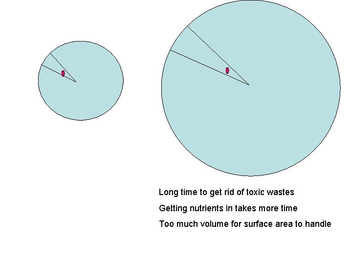 Long time to get rid of toxic wastes Getting nutrients in takes more time