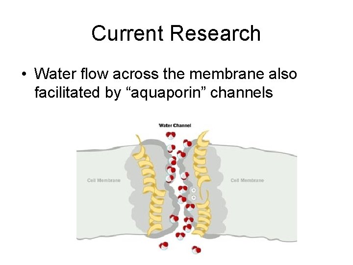 Current Research • Water flow across the membrane also facilitated by “aquaporin” channels 