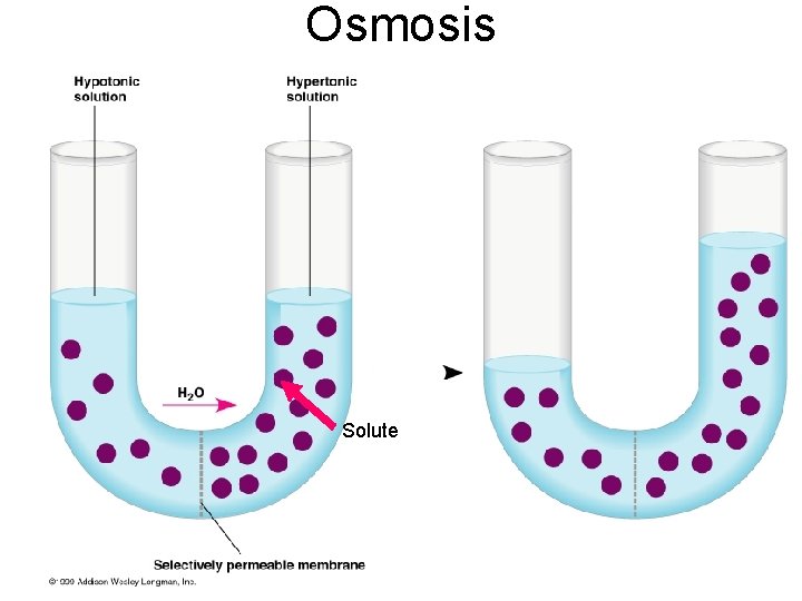 Osmosis Solute 