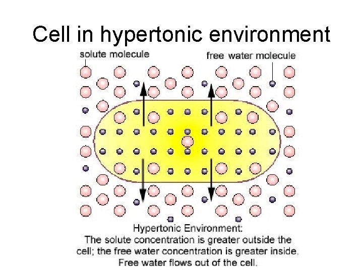 Cell in hypertonic environment 