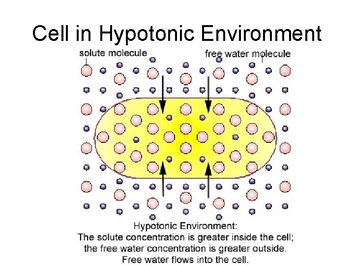 Cell in Hypotonic Environment 