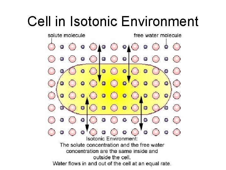 Cell in Isotonic Environment 