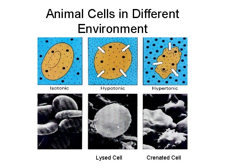 Animal Cells in Different Environment Lysed Cell Crenated Cell 